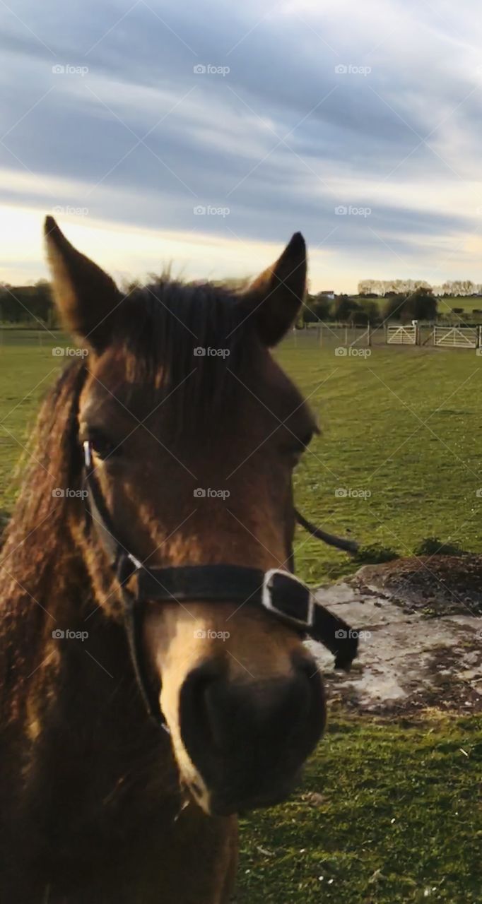 A beautiful horse spotted whilst walking in the English Countryside. A great close up with green fields in the background.