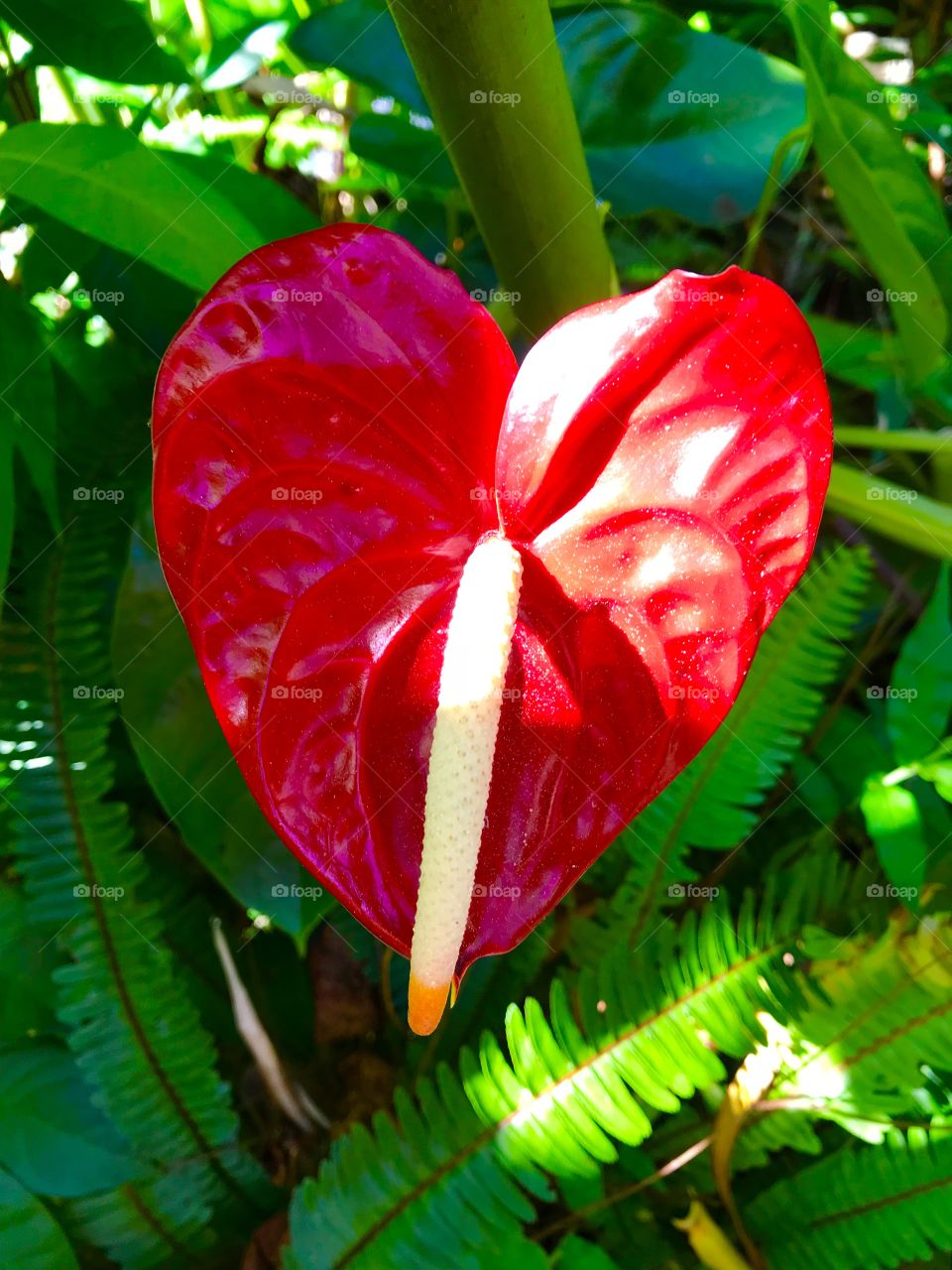 Beautiful heart shaped Hawaiian flower 