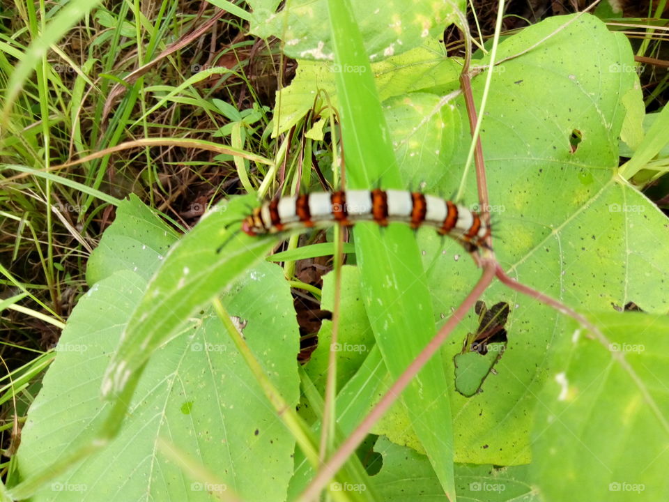 centipede, millipede  ,insect on a flower