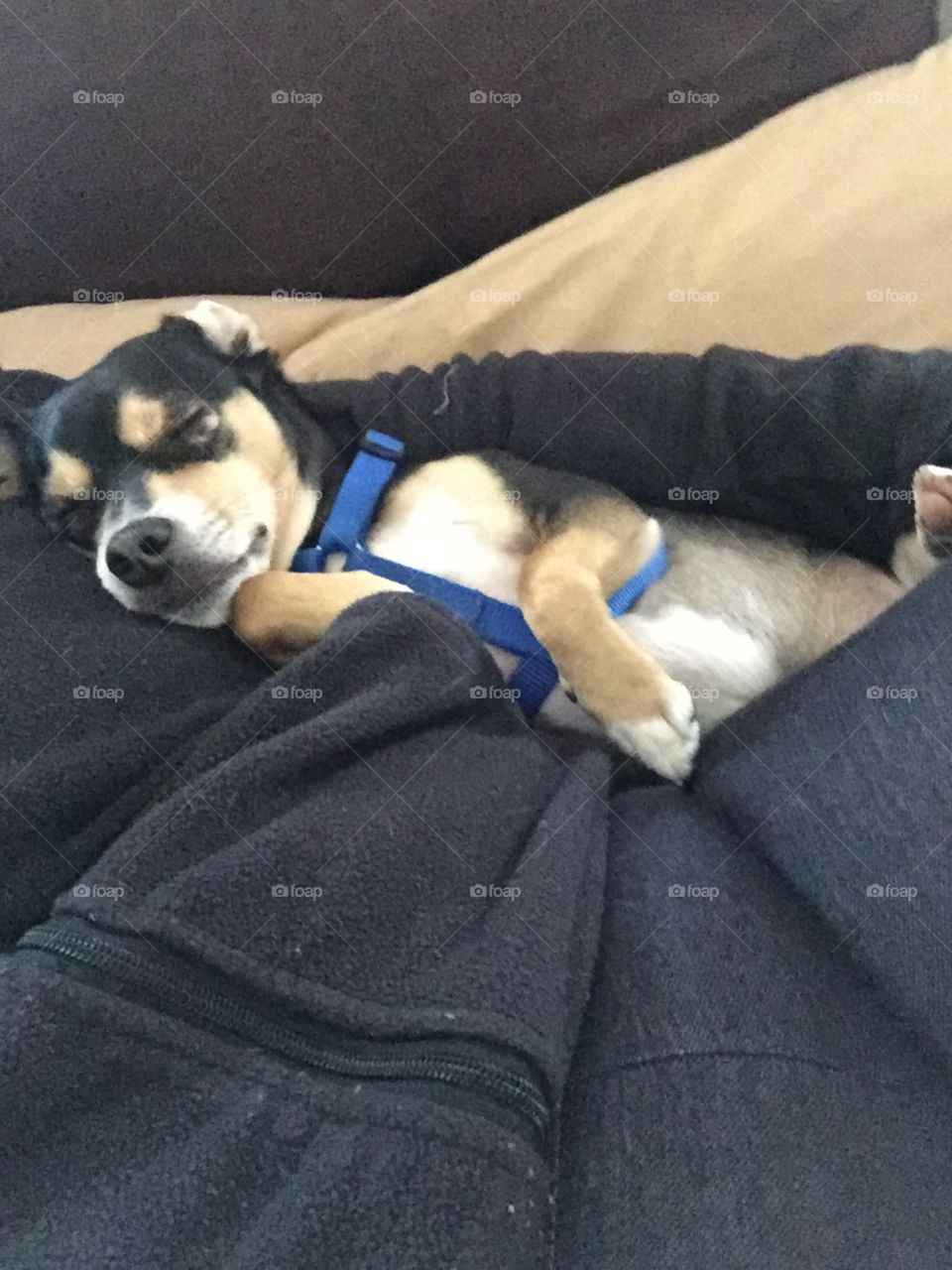 Baby Peanut the chaweenie 