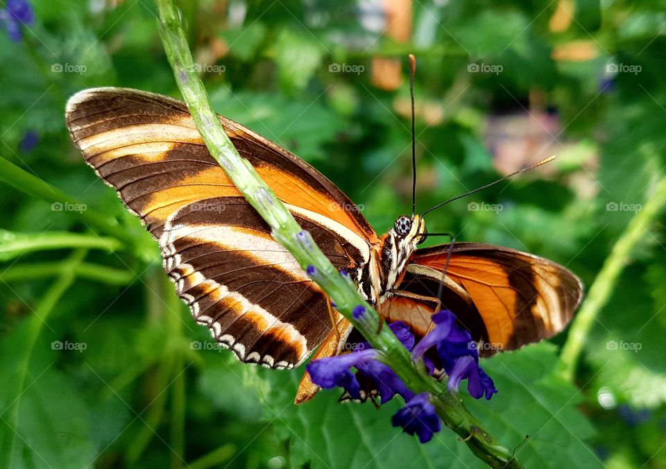 Orange butterfly pollinating flower