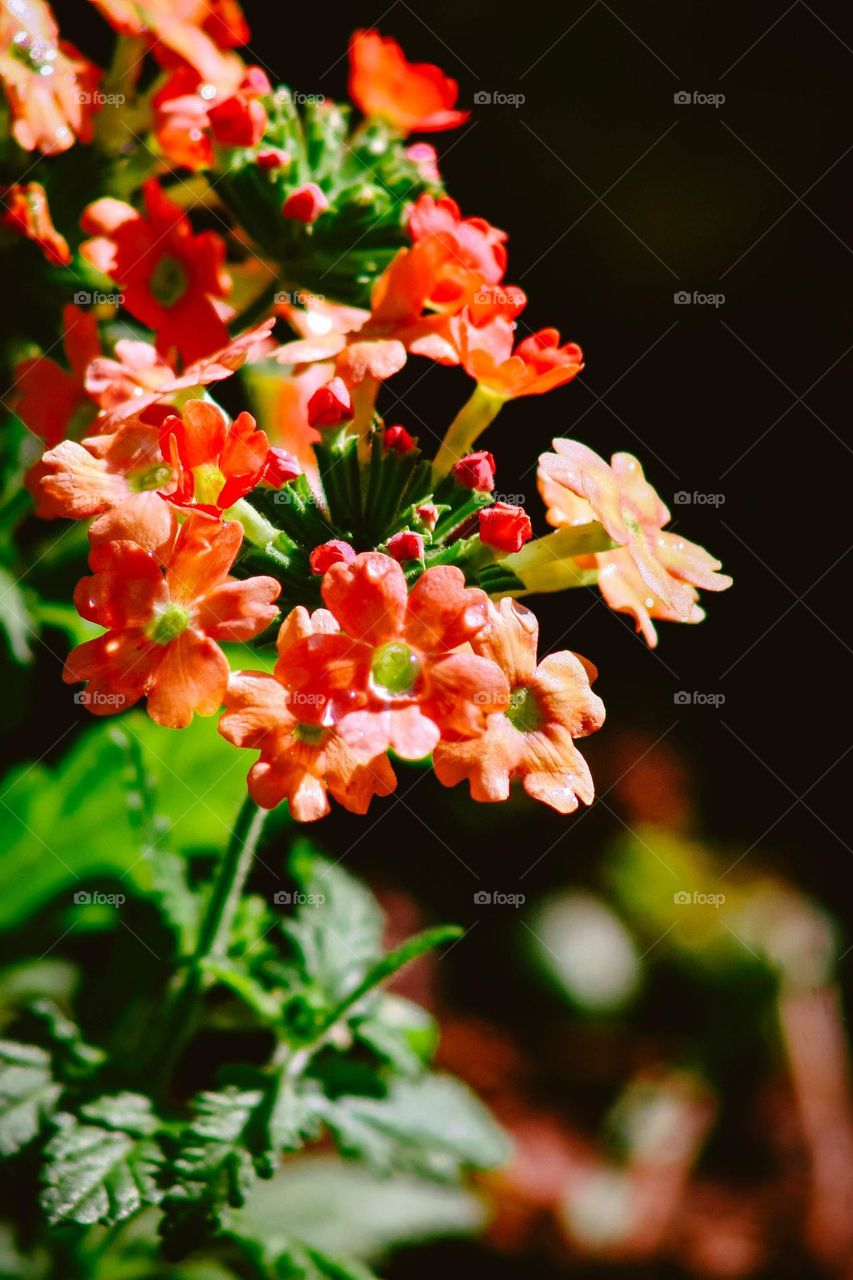 Small Orange and pink flowers on my garden, colorful and sunny day. Beautiful macro shot of the plants.