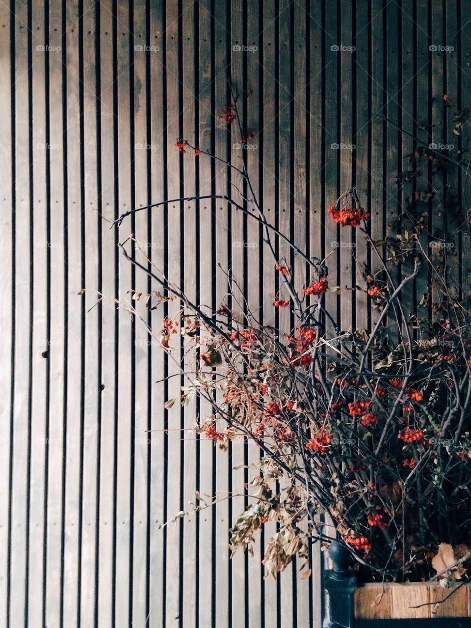 Close-up of a rowan branch