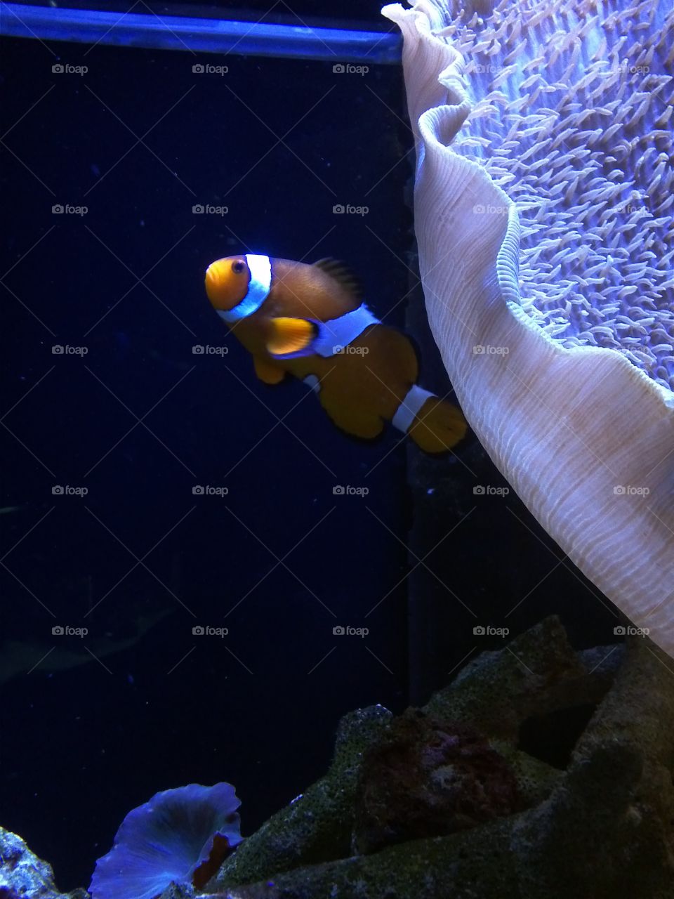clowning clownfish. taken at Dodge city KS zoo aquarium