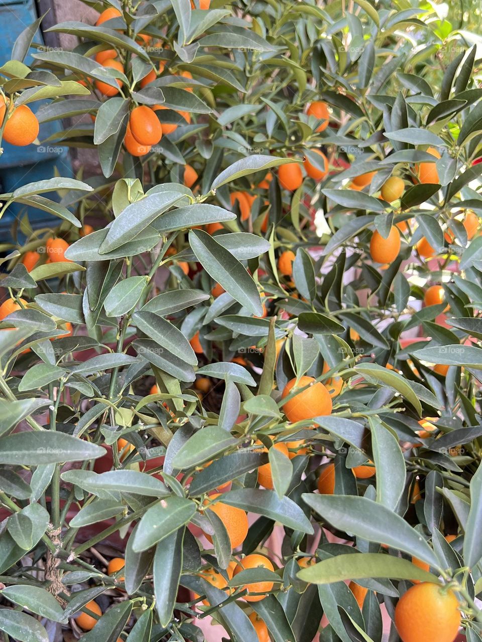 Kumquat