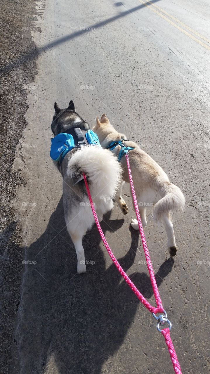 2 Siberian Huskies going on a walk down the road