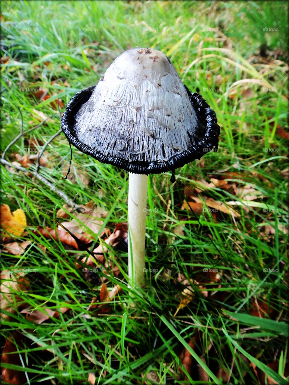 Mushroom close up background nature therapy amazing wildlife
