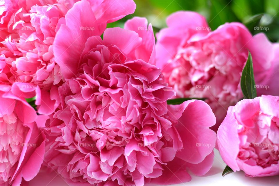 pink peony flowers close up beautiful texture