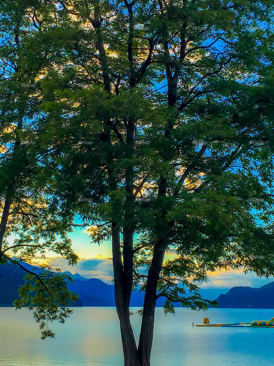 View of beautiful Harrison Lake through a tree silhouette at dusk the golden hour. This view is in front of the beautiful Harrison Hotsprings resort. 