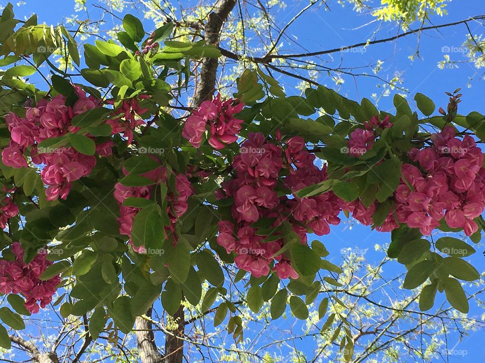 Tree branch with flowers in spring