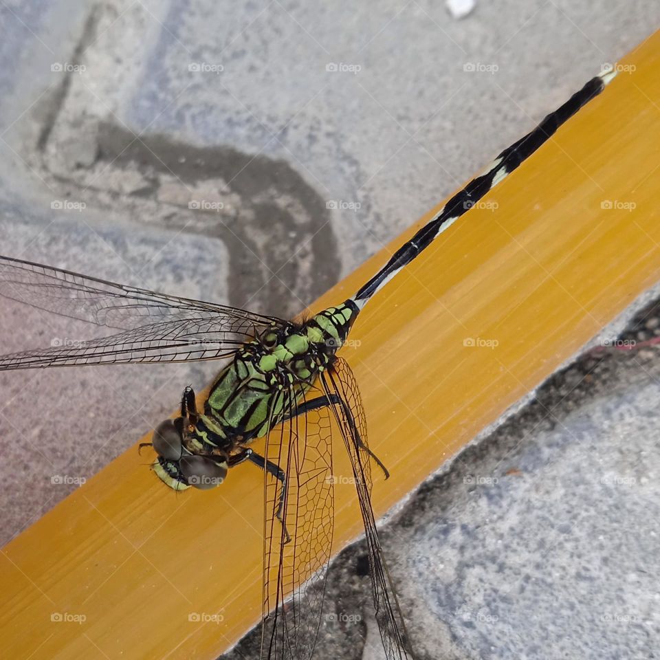 Dragonfly.