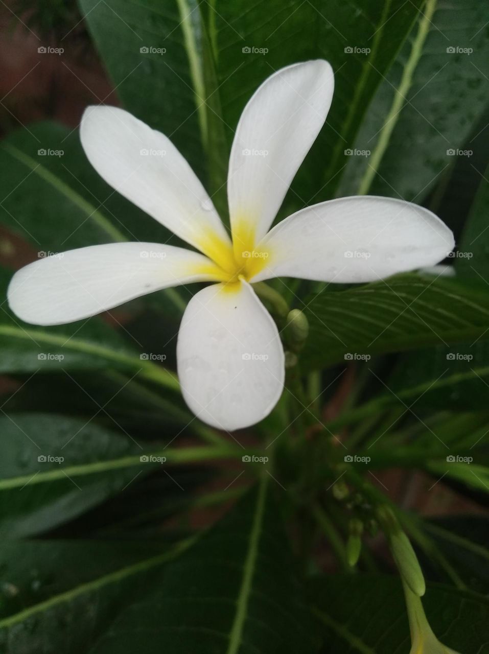 white flower seasonal fresh looks very beautiful generally found everywhere seasonal