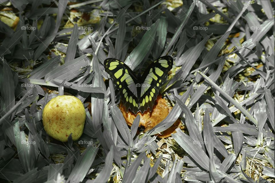 Illuminated butterfly / Borboleta iluminada