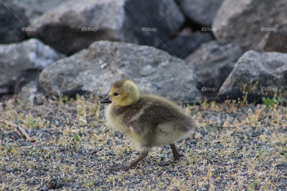 Tiny gosling walking along shore of Hudson River on May evening