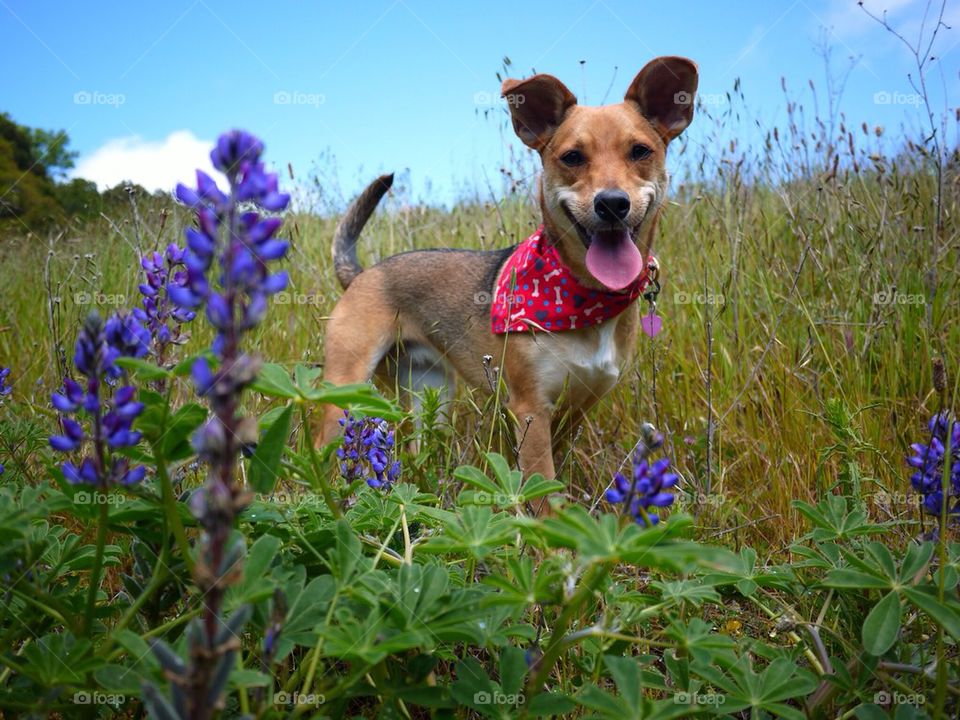 A Pause in the Weeds