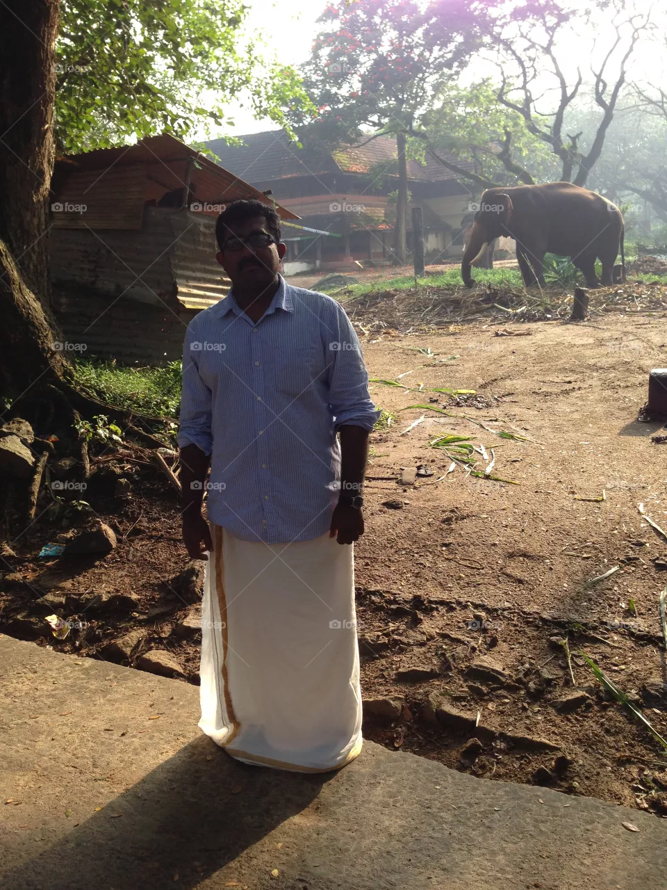 Elephant 