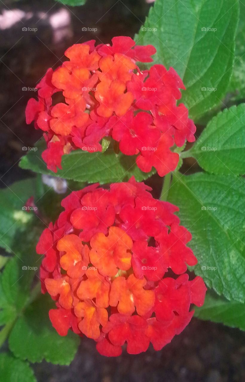 Lantana