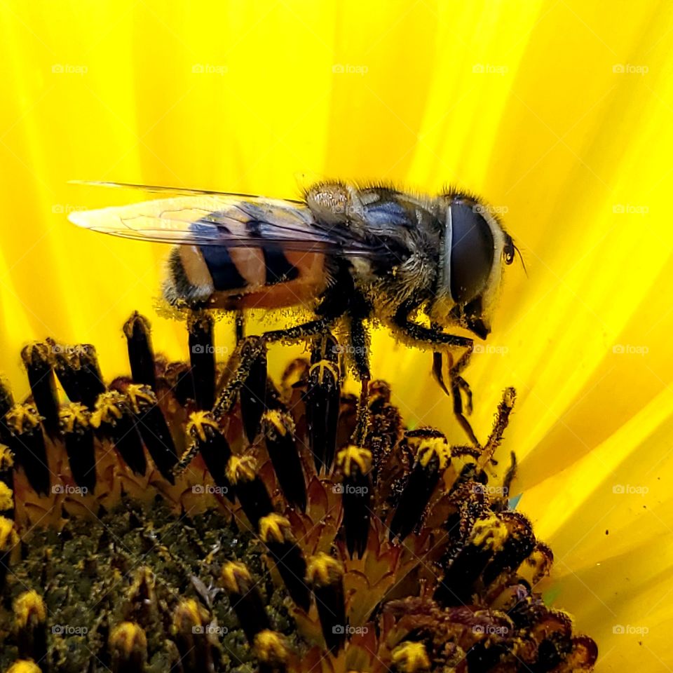 Copestylum marginatum on a common yellow sunflower