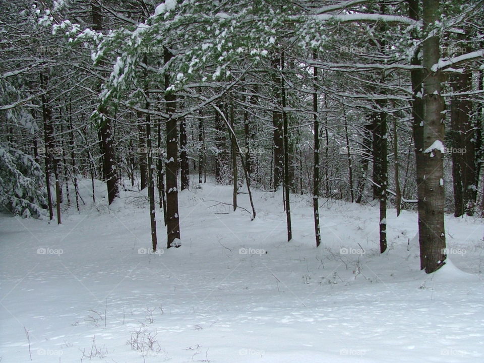 Winter forest