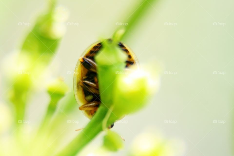 Beetle on plants