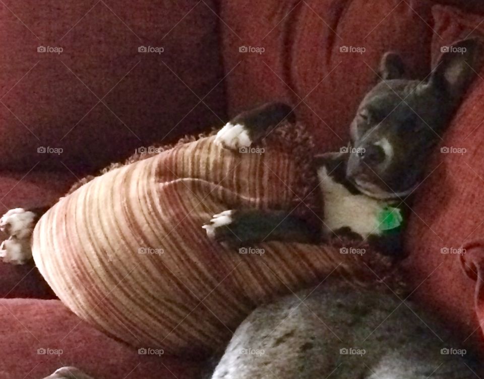 Pitt bull cuddles with pillow