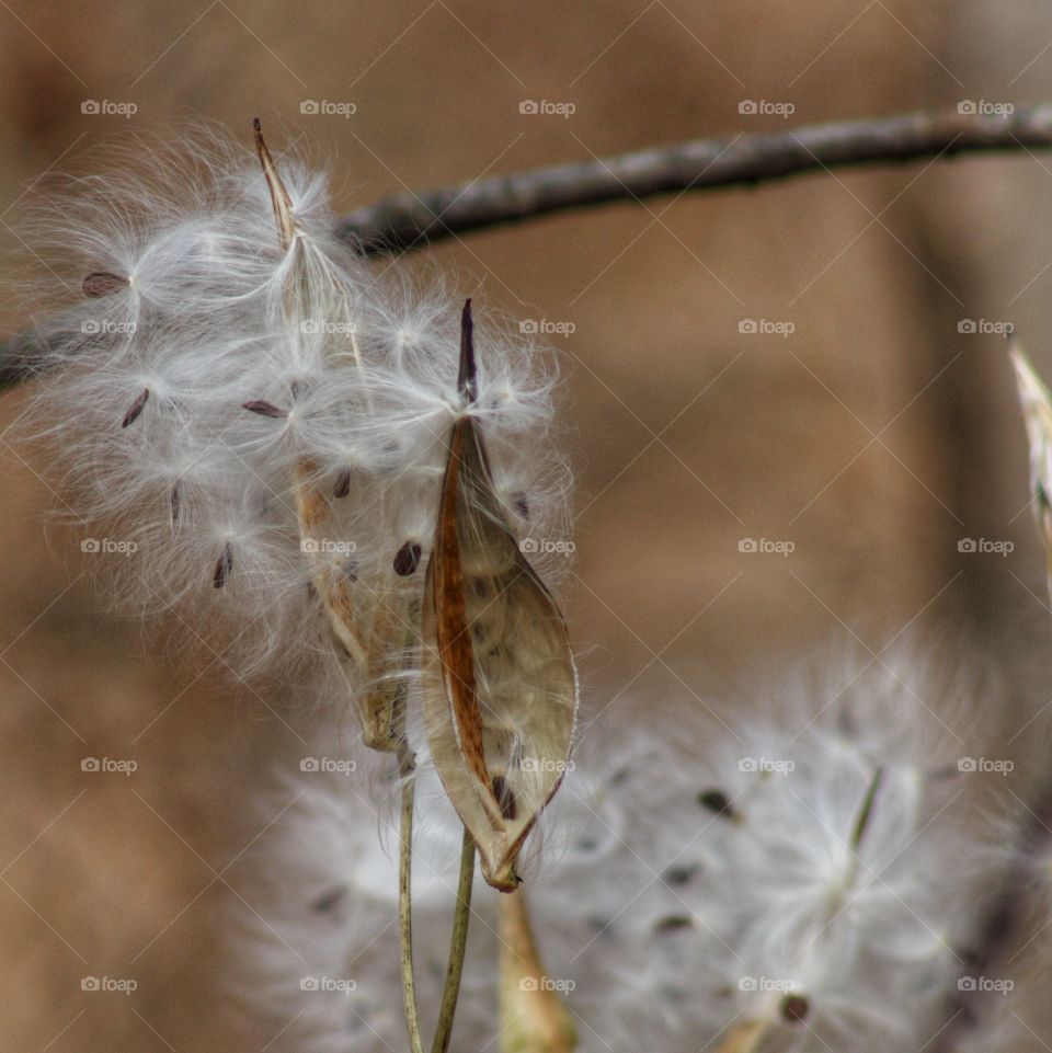 Closeup of Milkweed seeds in the winter.