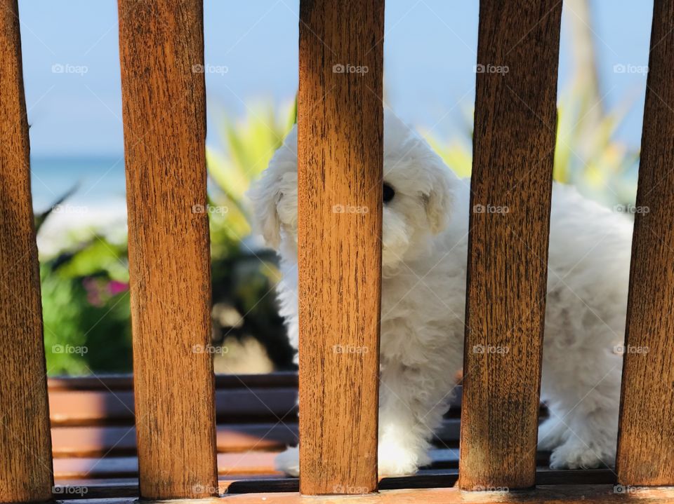 Peek-a-boo puppy by the Pacific Ocean shoreline. Bichon baby standing on wooden bench with succulents and plants and peek-a-boo view of ocean in distance.
