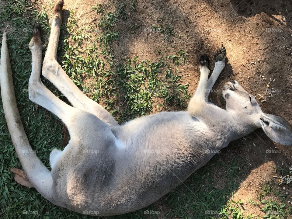 A sleeping kangaroo