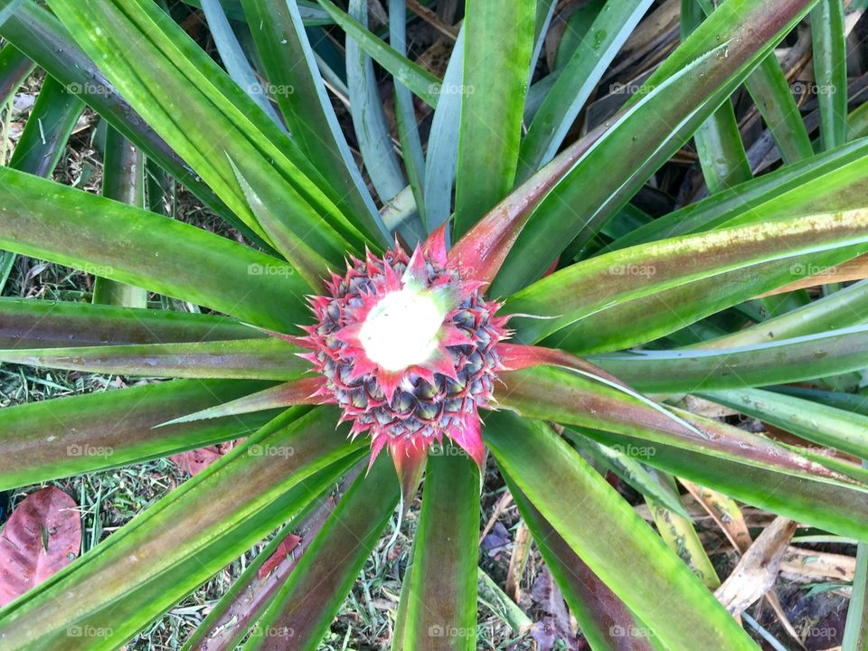 tiny red pineapple 