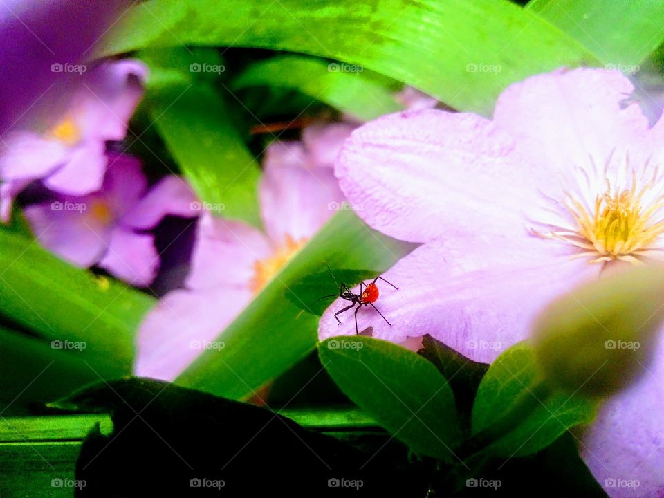 Flowers & bug
