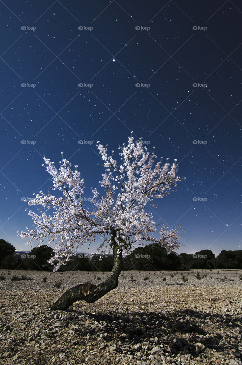 Tree with blooming flowers against starry sky