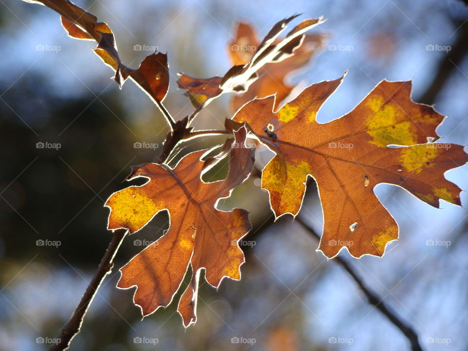 Fall leaves