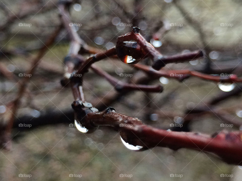 Rainy branches 
