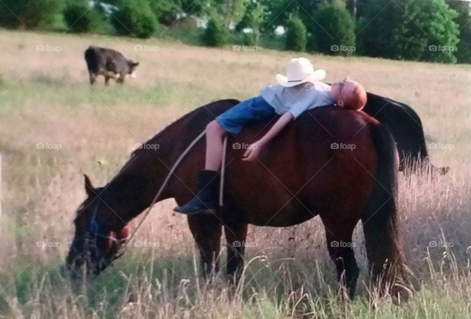 A bay horse grazing in a field with a young redhead boy on him bareback asleep relaxing in the sun with his cowboy hat resting on his chest true love with cattle in the background