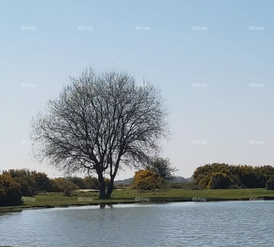 a