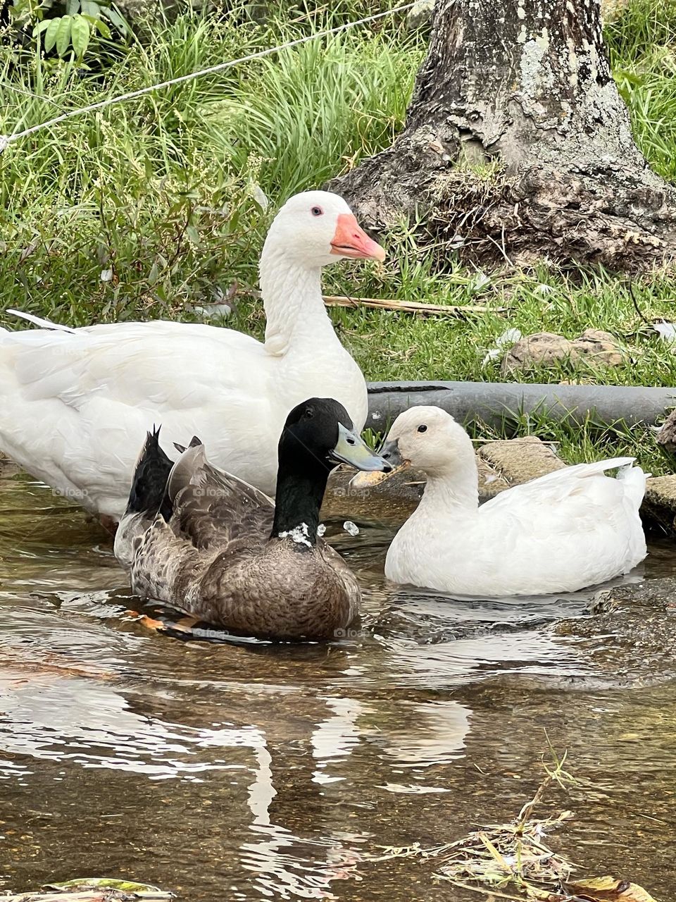 Patos y ganso 