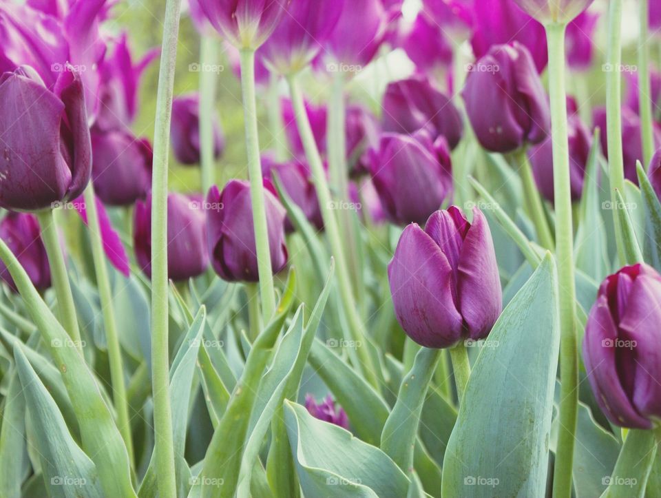 Tulips