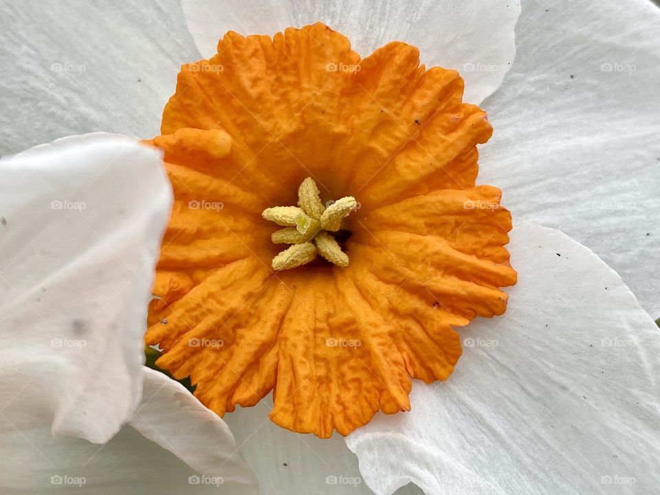 Close up of an orange and white daffodil 