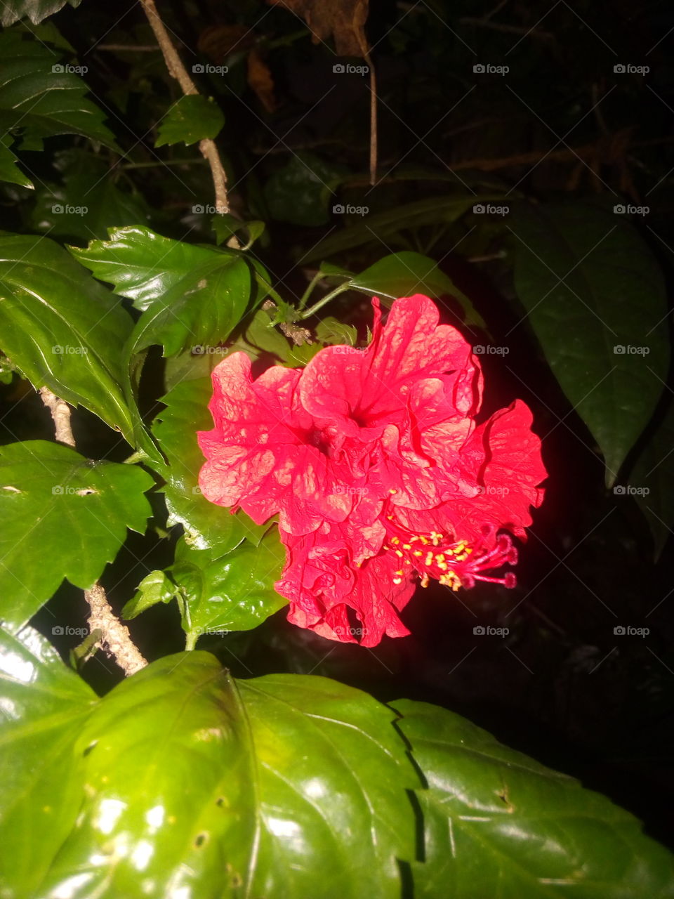 Hibiscus flower in night!