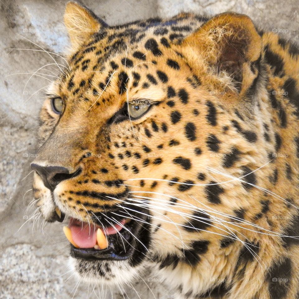 The far eastern leopard or amur leopard, or east siberian leopard, or manchurian leopard a predatory mammal from the cat family, one of the subspecies of the leopard, is the rarest cat in the far eastern region.