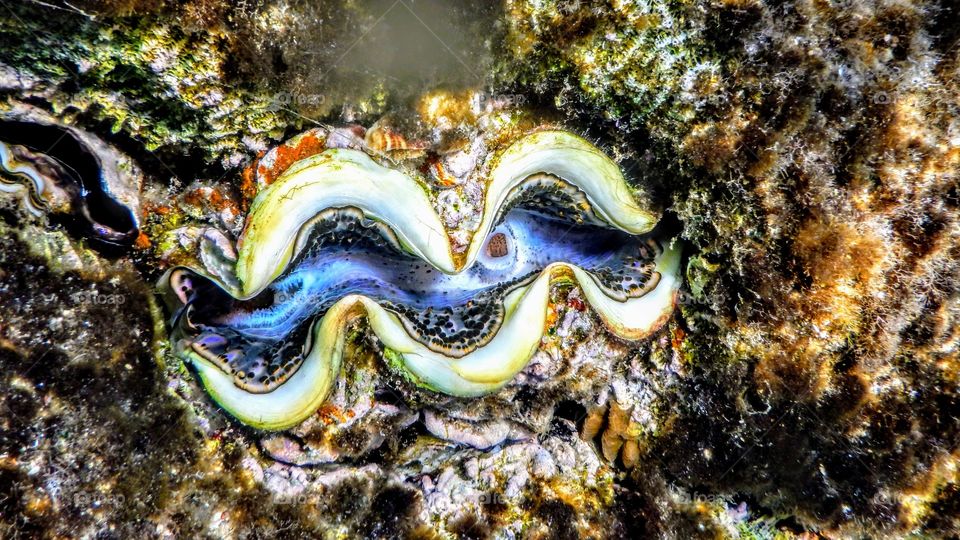 Admire the beauty of the depths of the Red Sea)))