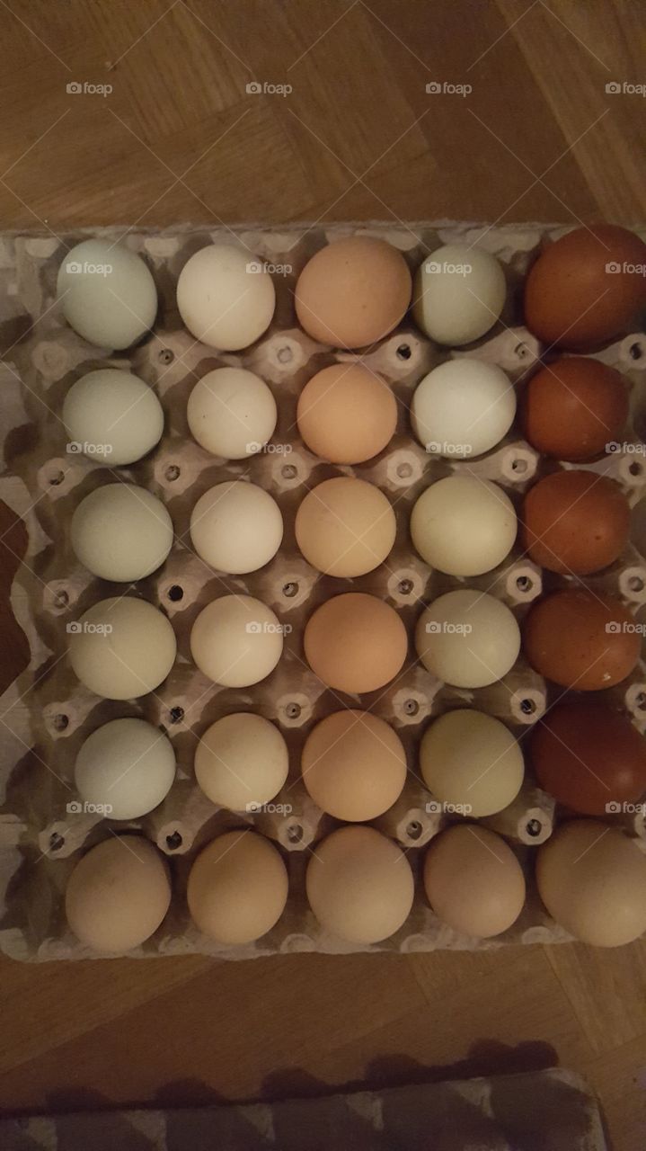 eggs