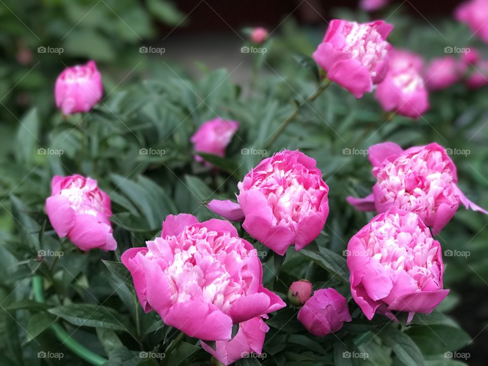 A peony bush with pink flowers in the garden.