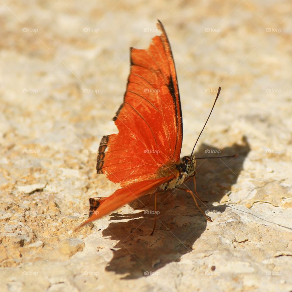 Shadow image 