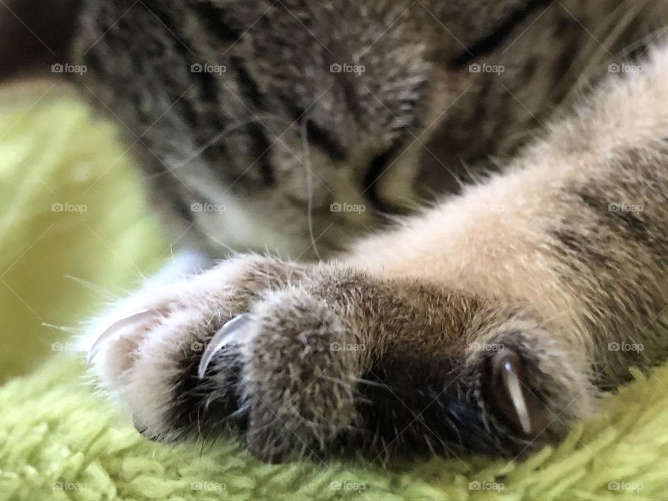 My kitten Petey like to knead while she sucks on this green blanket, weirdo! 