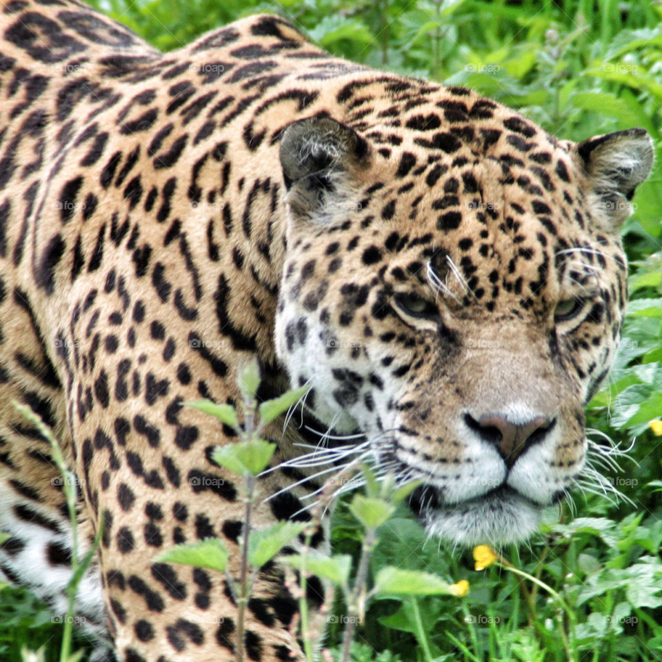 jungle cat africa leopard by geebee