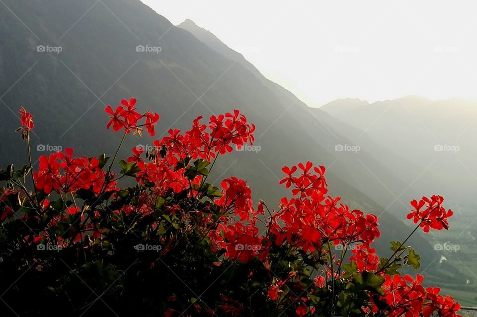 Geranium flowers with mountain Sunset background