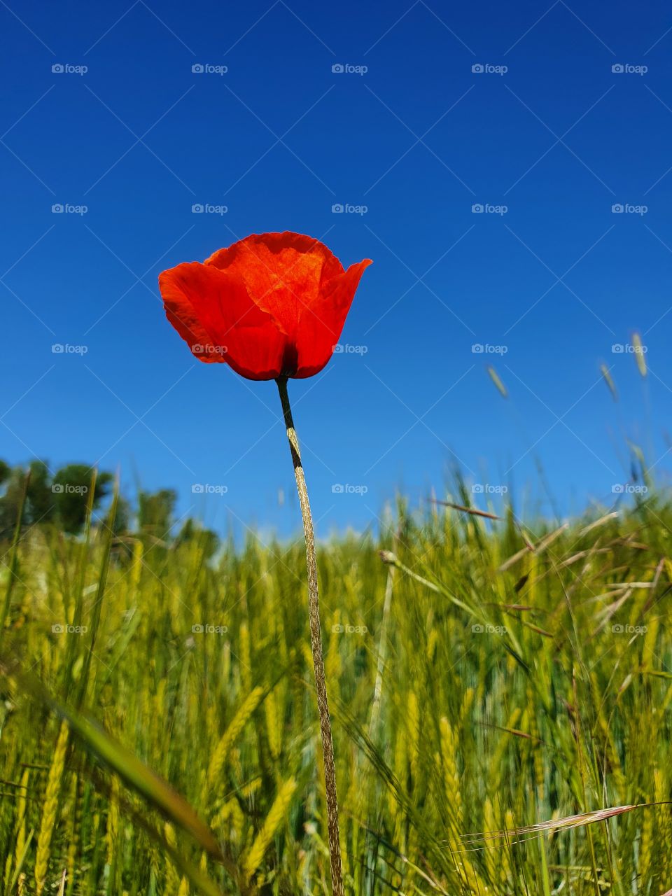 Mohnblume, Poppy flowers
