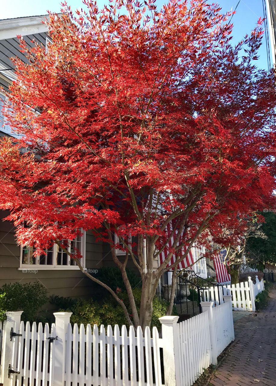 Annapolis fall 