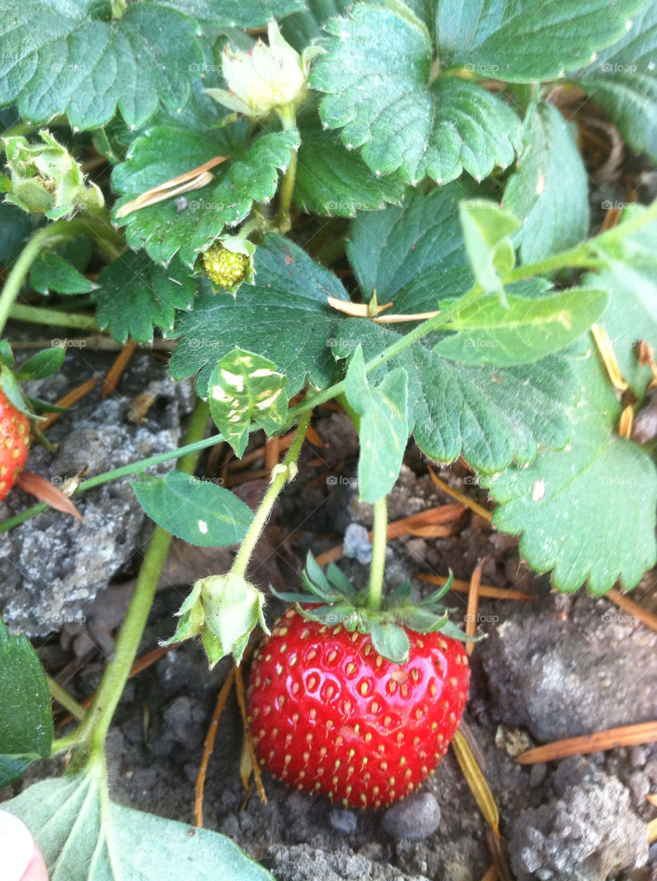 strawberries in ripe garden. by theuncagedbird